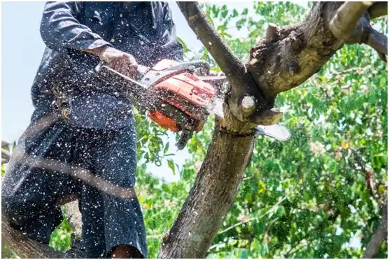 tree services Kekoskee